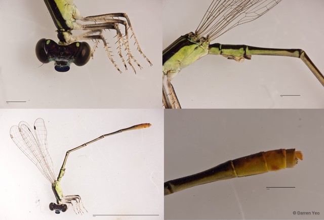 Agriocnemis pygmaea