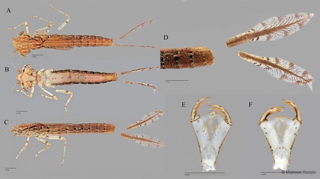 Agriocnemis pygmaea