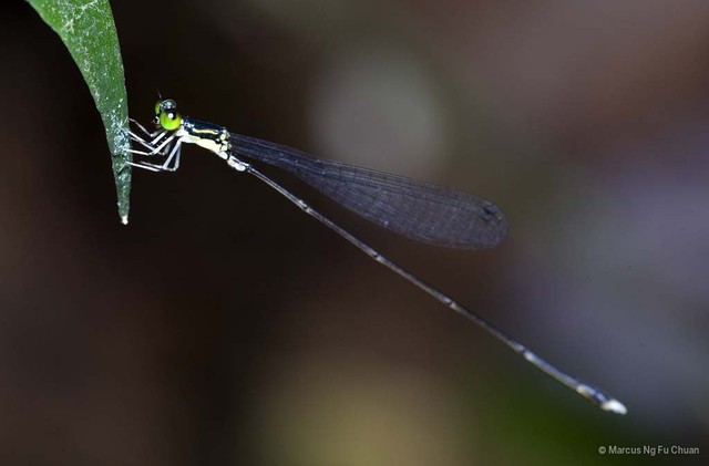 Amphicnemis gracilis • © Marcus Ng Fu Chuan • All Rights Reserved