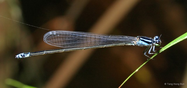 Archibasis melanocyana • © Tang Hung Bun • All Rights Reserved