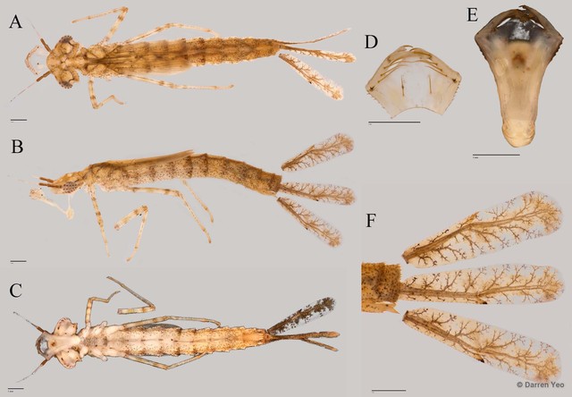 Archibasis viola