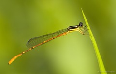 Argiocnemis rubescens rubeola • © Marcus Ng Fu Chuan • All Rights Reserved