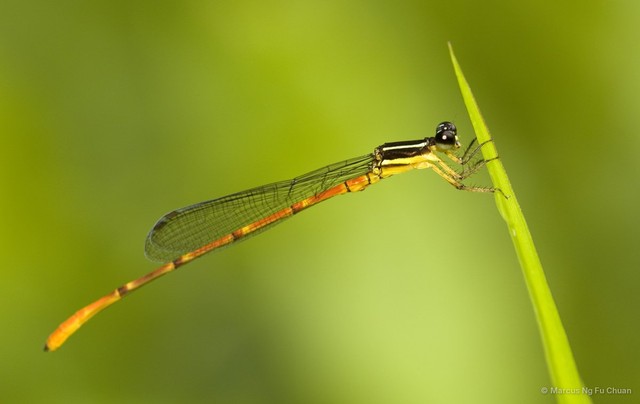 Argiocnemis rubescens rubeola • © Marcus Ng Fu Chuan • All Rights Reserved