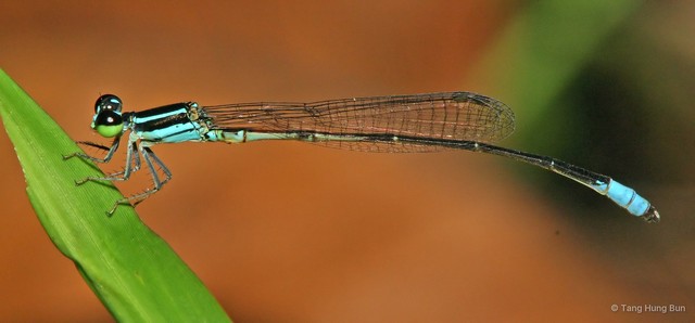 Argiocnemis rubescens rubeola