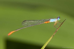 Ceriagrion cerinorubellum • © Marcus Ng Fu Chuan • All Rights Reserved