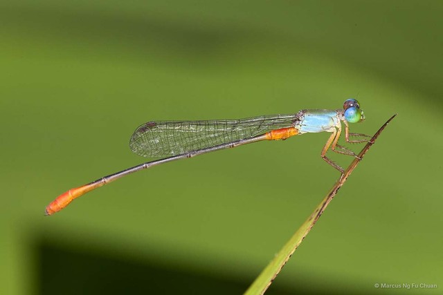 Ceriagrion cerinorubellum • © Marcus Ng Fu Chuan • All Rights Reserved