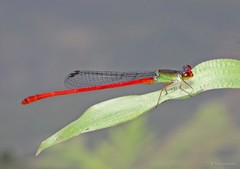 Ceriagrion chaoi • © Tang Hung Bun • All Rights Reserved