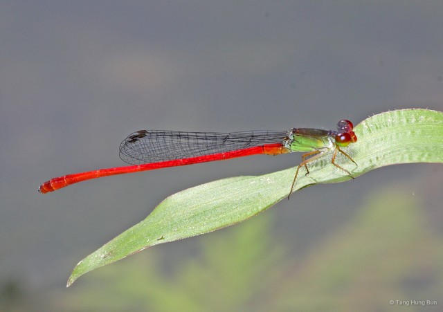 Ceriagrion chaoi • © Tang Hung Bun • All Rights Reserved