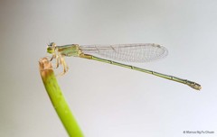 Ischnura senegalensis