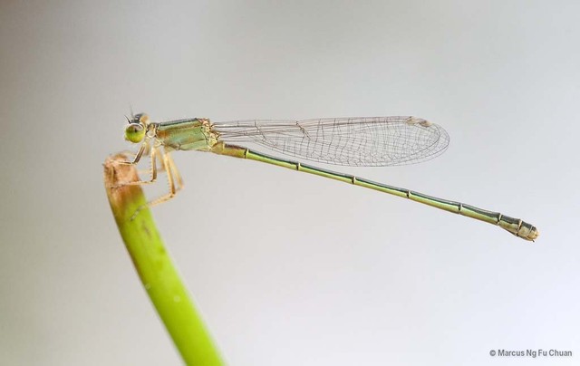 Ischnura senegalensis • © Marcus Ng Fu Chuan • All Rights Reserved