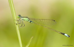 Ischnura senegalensis • © Marcus Ng Fu Chuan • All Rights Reserved