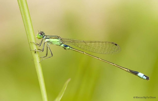 Ischnura senegalensis