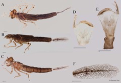 Ischnura senegalensis • © Darren Yeo • All Rights Reserved