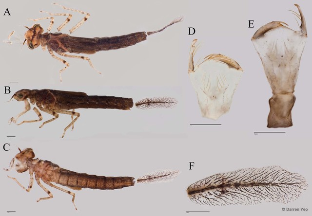 Ischnura senegalensis