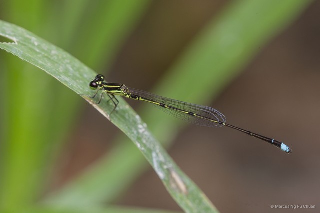 Mortonagrion aborense • © Marcus Ng Fu Chuan • All Rights Reserved