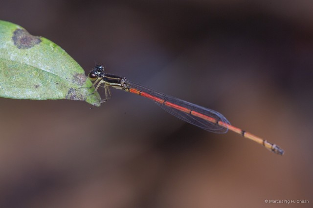 Mortonagrion aborense
