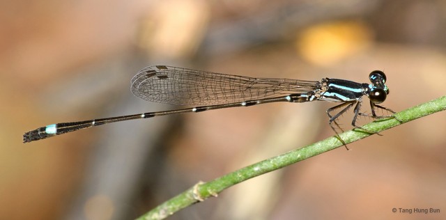 Mortonagrion arthuri • © Tang Hung Bun • All Rights Reserved