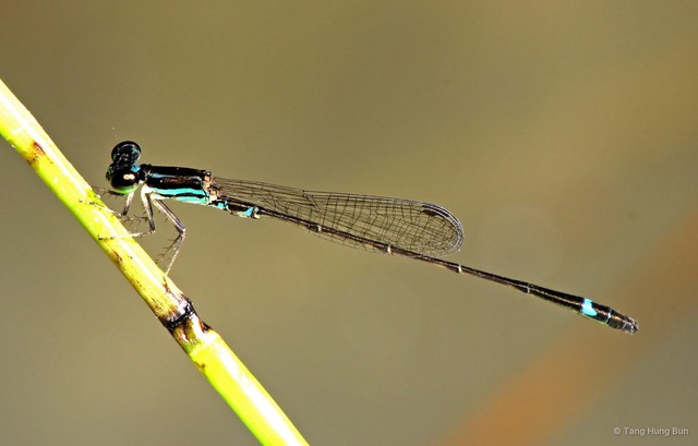 Mortonagrion falcatum • © Tang Hung Bun • All Rights Reserved