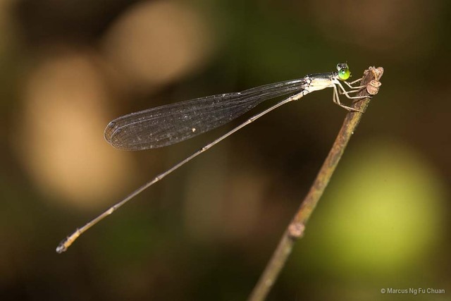 Pericnemis stictica • © Marcus Ng Fu Chuan • All Rights Reserved