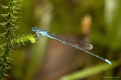 Pseudagrion australasiae • © Marcus Ng Fu Chuan • All Rights Reserved