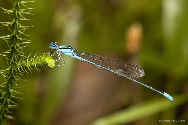 Pseudagrion australasiae • © Marcus Ng Fu Chuan • All Rights Reserved
