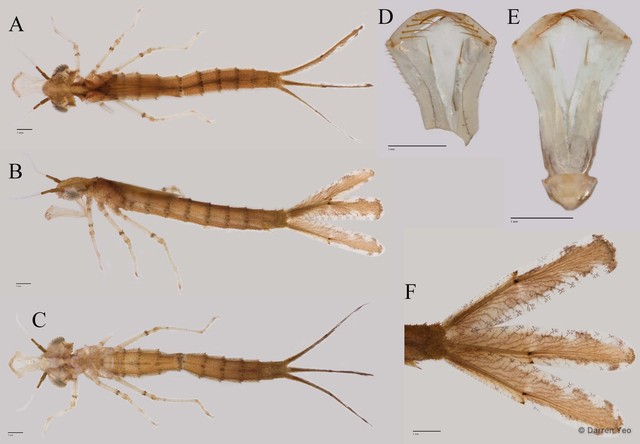 Pseudagrion australasiae