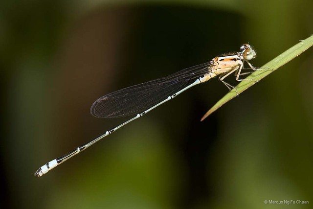 Pseudagrion microcephalum • © Marcus Ng Fu Chuan • All Rights Reserved