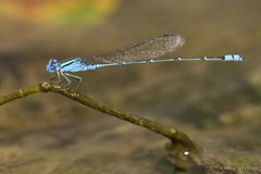 Pseudagrion microcephalum • © Marcus Ng Fu Chuan • All Rights Reserved