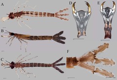 Pseudagrion microcephalum • © Darren Yeo • All Rights Reserved