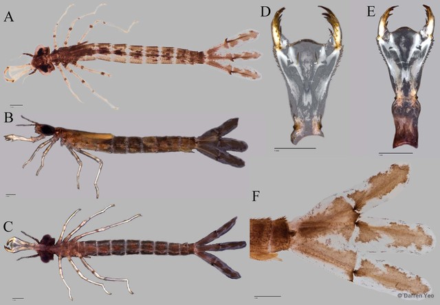 Pseudagrion microcephalum