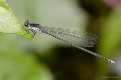 Pseudagrion pruinosum • © Marcus Ng Fu Chuan • All Rights Reserved