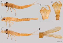 Pseudagrion pruinosum • © Darren Yeo • All Rights Reserved