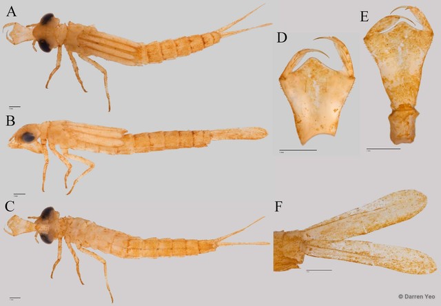 Pseudagrion pruinosum