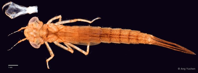Pseudagrion pruinosum