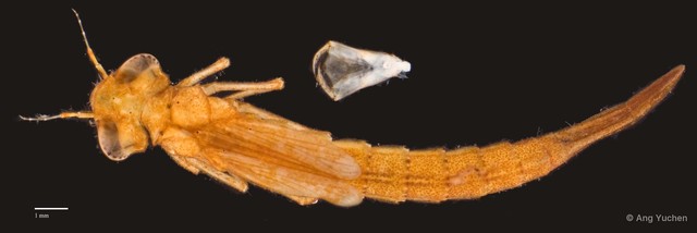 Pseudagrion pruinosum