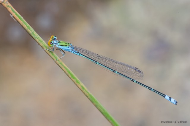 Pseudagrion rubriceps • © Marcus Ng Fu Chuan • All Rights Reserved