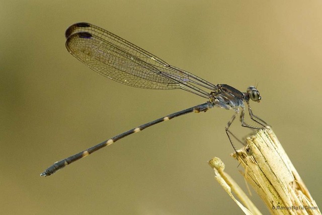 Devadatta argyoides • © Marcus Ng Fu Chuan • All Rights Reserved