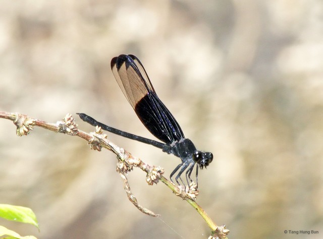 Dysphaea dimidiata • © Tang Hung Bun • All Rights Reserved