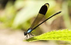 Euphaea impar • © Marcus Ng Fu Chuan • All Rights Reserved