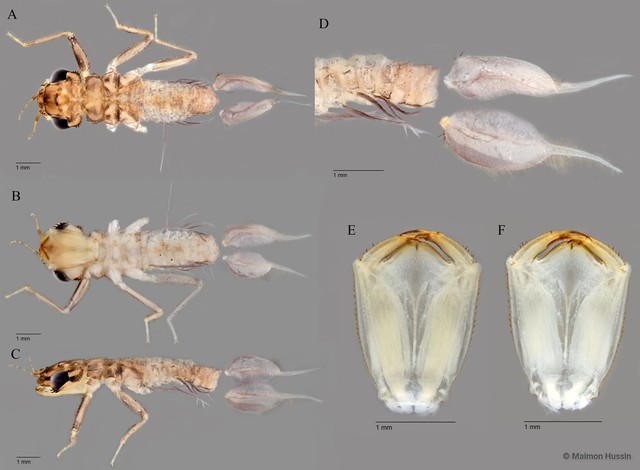Euphaea impar