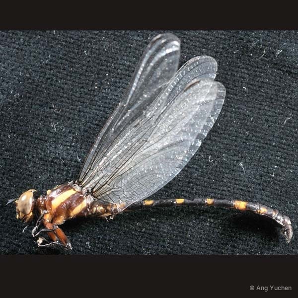 Acrogomphus malayanus • © Ang Yuchen • All Rights Reserved