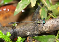 Heliogomphus kelantanensis • © Tang Hung Bun • All Rights Reserved