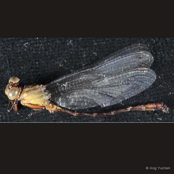 Heliogomphus kelantanensis