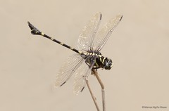 Ictinogomphus decoratus melaenops