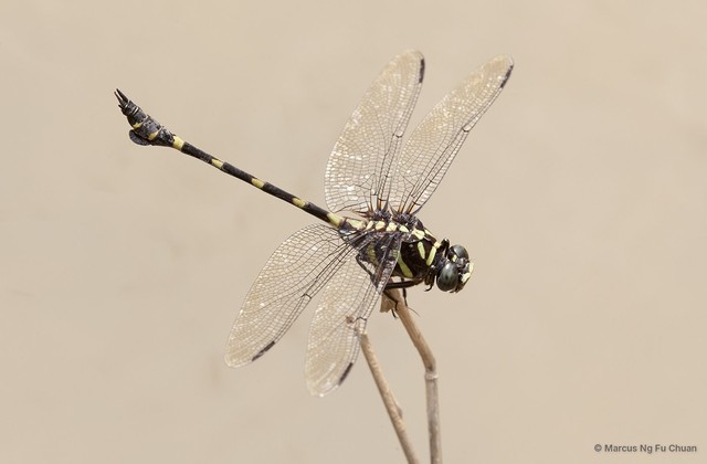 Ictinogomphus decoratus melaenops • © Marcus Ng Fu Chuan • All Rights Reserved
