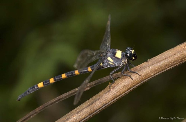 Macrogomphus quadratus • © Marcus Ng Fu Chuan • All Rights Reserved