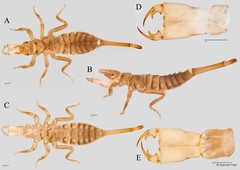 Macrogomphus quadratus • © Darren Yeo • All Rights Reserved