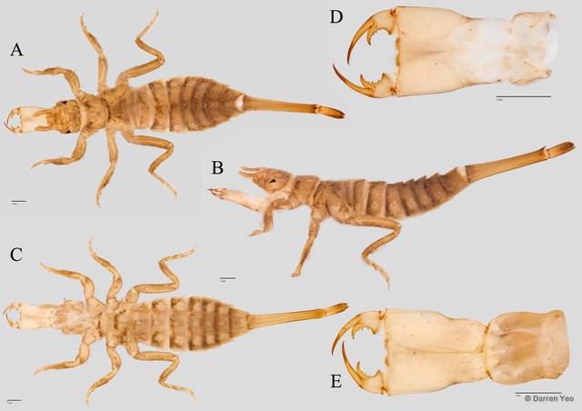 Macrogomphus quadratus