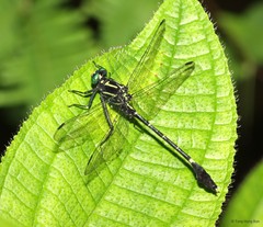 Merogomphus femoralis • © Tang Hung Bun • All Rights Reserved