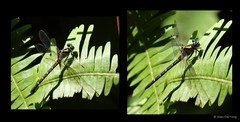 Microgomphus chelifer • © Alan OwYong • All Rights Reserved